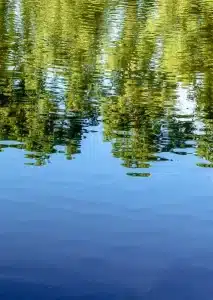 a close up of a pond of water